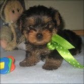 ///Cutest Yorkie Puppies needing a caring   family   asap .