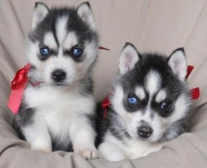 100% AKC Registered Siberian Husky Puppies For Re-Homing