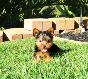 Male and Female Yorkie Puppies for adoption. For inquiries please text us only at (631) 779-9208. TEXT MESSAGES ONLY BECAUSE WE