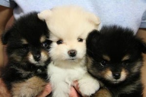 Magnifient Pom puppies available, visit webpage now