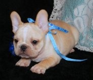 CHARMING AND AMAZING CHRISTMAS ENGLISH BULLDOG PUPPIES FOR NEW FAMILY HOME ADOPTION