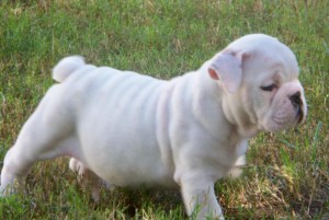 Classic Male And Female English Bulldog Puppies For Xmas