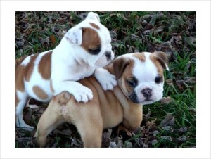 Male and Female English Bulldog puppies for a lovely home