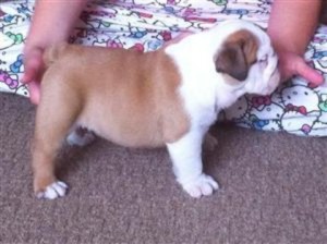 Pedigree British Bulldog Puppies for adoption