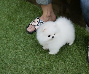 Miniature health guaranteed Pomeranian Puppies!!