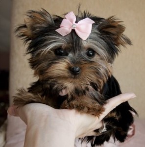 Male and female Family Teacup Yorkie Princess.