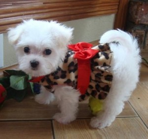 Awesome AKC Reg Maltese(Champion Bloodlines)$130