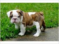 !!!English Bulldog Puppies Needing a loving home!!!