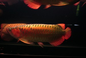 Good quality arowana fish for sale.