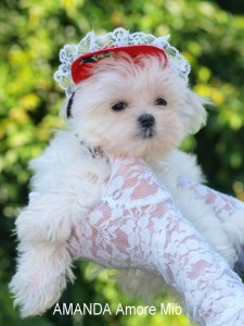 Healthy Maltese Puppies For Free Adoption.