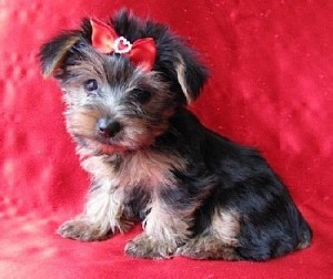 Adorable Male and female yorkie puppies for good home