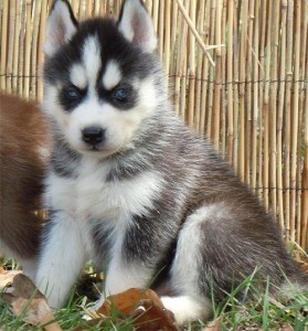 Male and Female Siberian Husky for adoption.