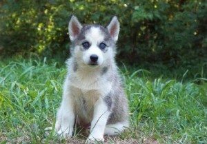 Cute Male and Female Siberian Husky Puppies For Adoption.