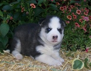 Blue Eyes Siberian Husky Puppies For Adoption