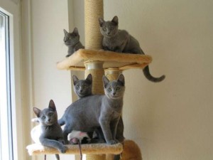 Beautiful Russian Blue Kittens for re-homing.