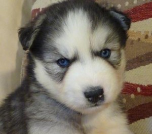 Siberian Husky Puppies for Sale