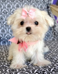 Tiny Teacup Maltese Too Cute for Words!!