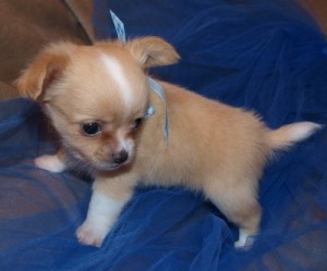 chihuahua puppies for sale