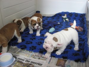 Classic Male And Female English Bulldog Puppies