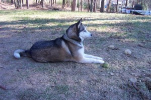 Blues Eyes Siberian Husky Puppies