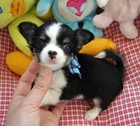 Male and Female Chihuahua Puppies For Adoption(AKC Registered)