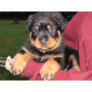 Arable Rottweiler puppies for adoption