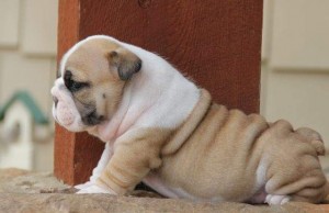 Vet English Bulldog puppies for a lovely home......