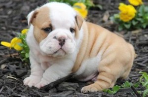 CHARMING AND AMAZING ENGLISH BULLDOG PUPPIES FOR NEW FAMILY HOME ADOPTION