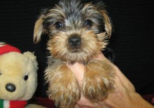 ADORABLE TEACUP YORKIE FOR ADOPTION