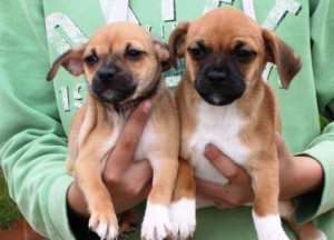 Jug Pups, Both, 13 weeks, available for adoption