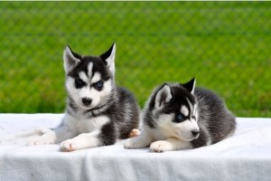 male and female blue eyes siberian husky seeking new homes