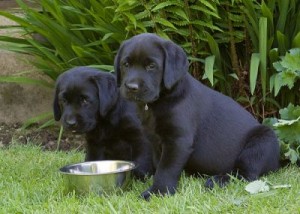 Black Labrador Puppies