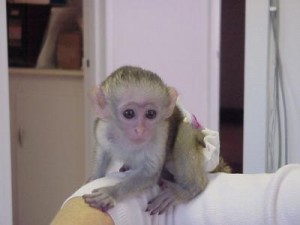 good Capuchin monkey available for free adoption