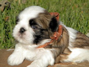 Destiny ShihTzu - Quality Beauties - male and female