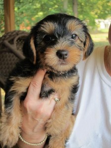 GOOD TEACUP YORKIE PUPPIES