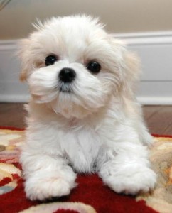 Adorable Maltese Puppies