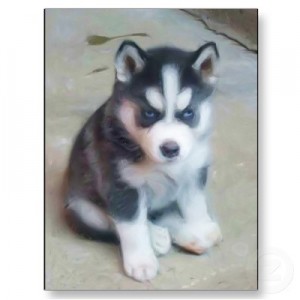 Potty Trained Blues Eyes Siberian Husky Puppies for adoption