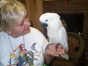 Adorable Pair of Cockatoo Parrots For Adoption.