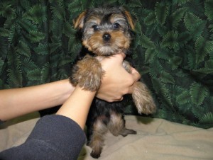 Male Yorkie Puppy