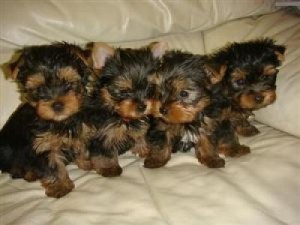 Yorkshire Terrier (Yorkie Pups) ,Great Markings,Top Quality..10 Weeks Old