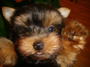 Perfect and dazzling Teacup yorkie Puppy available