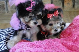 adorable Yorkie puppies for free adoption