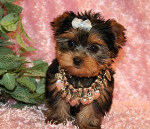 Yorkie Puppies, purebred and registered.