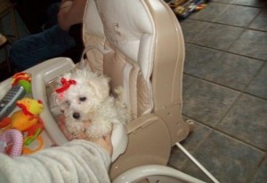 Gorgeous Male and Female Bichon Frise Puppies