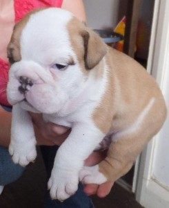 12 weeks old English Bulldog  puppies