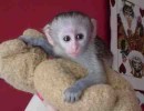 Intelligent Male and Female baby Capuchin monkeys for adoption