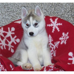 Quality Male and Female Siberian Husky Puppies