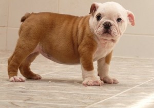 Cute English Bulldog Puppies For Adoption...!