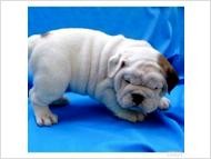 Adorable English Bulldog Puppies For Adoption