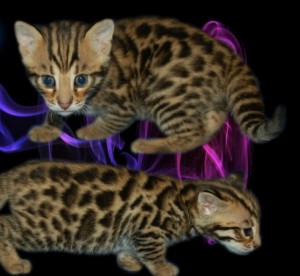 Male and female Bengal Kittens for new homes